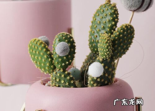 仙人掌多久能开花