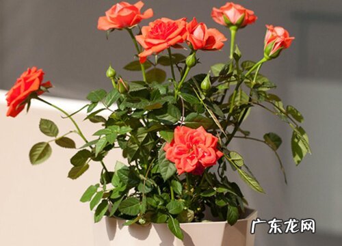 月季多久能开花