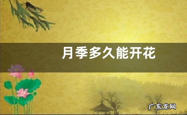 月季多久能开花