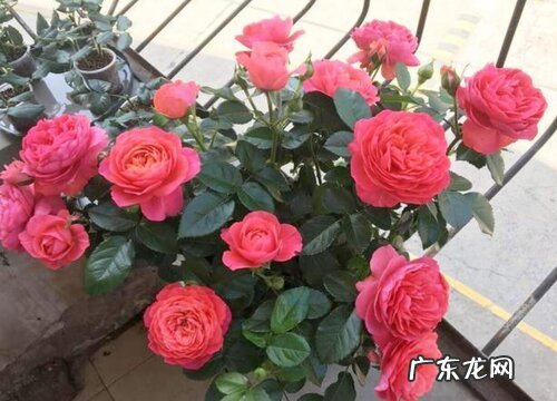 月季多久能开花