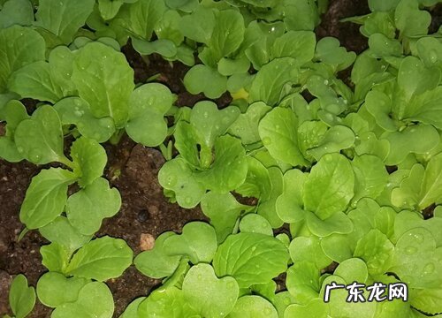 图片 小白菜的种子长什么样