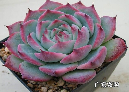 吉娃娃夏天怎么养护