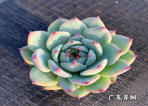 吉娃娃夏天怎么养护