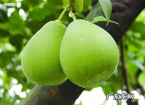 莆田有什么水果