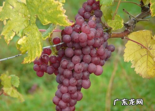 无锡有什么水果