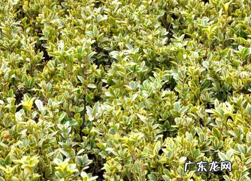 金边黄杨开花吗 开花什么样子