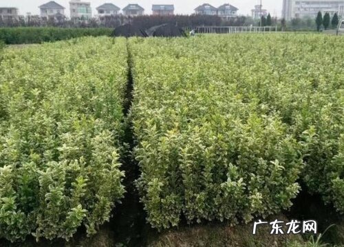金边黄杨开花吗 开花什么样子