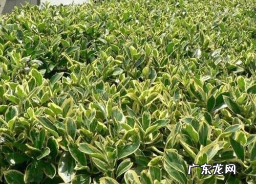 金边黄杨开花吗 开花什么样子