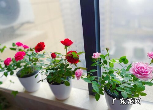 家里可以种玫瑰花吗