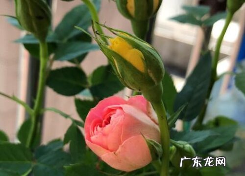 家里可以种玫瑰花吗