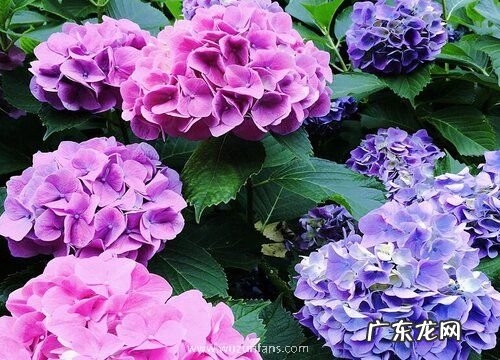 绣球怎么过冬天