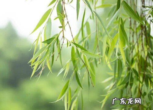 二月的植物有哪些