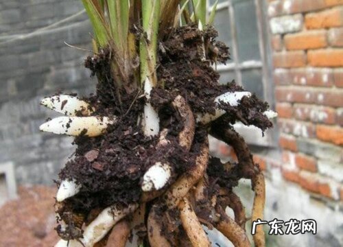 剑兰的根是什么样子的