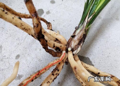 剑兰的根是什么样子的