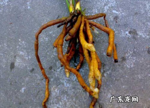 剑兰的根是什么样子的