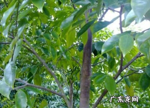 白香树又叫什么树