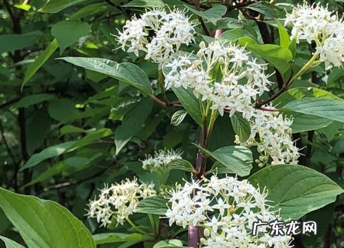 红瑞木开花吗 开花什么样子