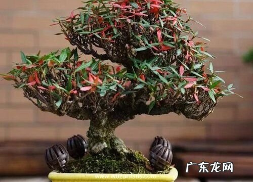 络石下山桩怎么养护