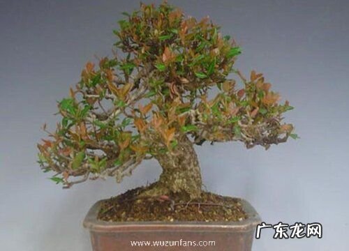 络石下山桩怎么养护