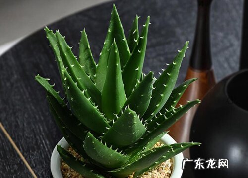 百合科植物有哪些