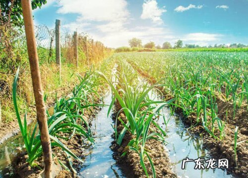 百合科植物有哪些