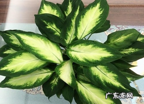 百合科植物有哪些