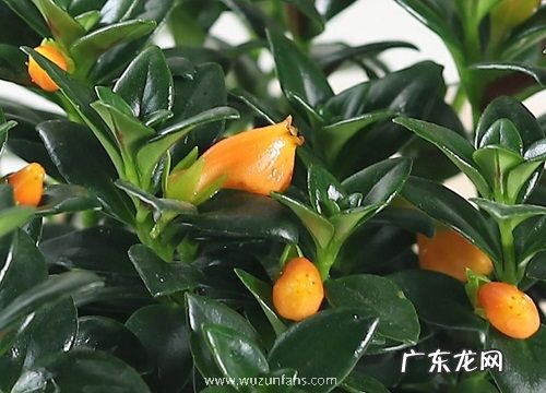 金鱼花几天浇一次水 春夏秋冬各不同