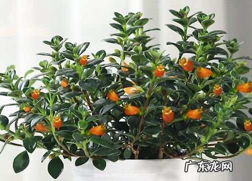 金鱼花几天浇一次水 春夏秋冬各不同