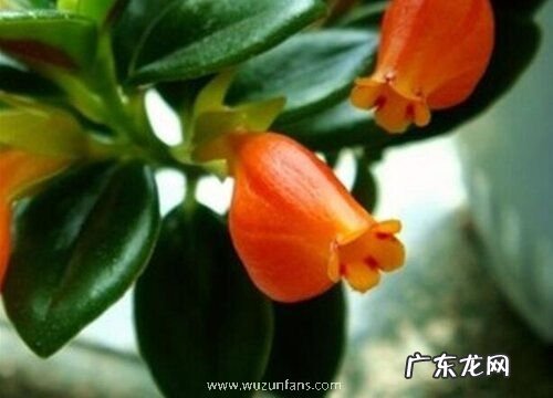 金鱼花几天浇一次水 春夏秋冬各不同