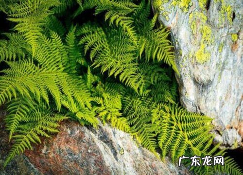 奇异植物有哪些