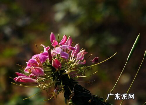 奇异植物有哪些