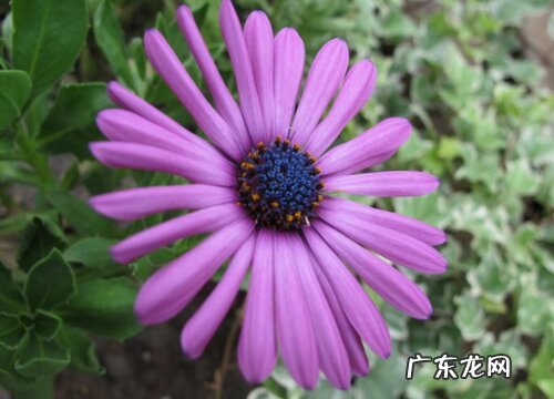 奇异植物有哪些