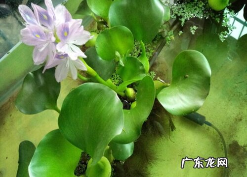 水葫芦有种子吗