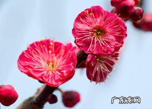 常见的木本植物有哪些