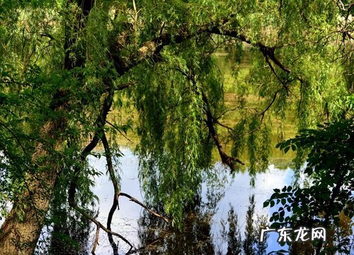 常见的木本植物有哪些