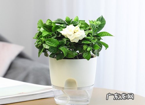 常见的木本植物有哪些