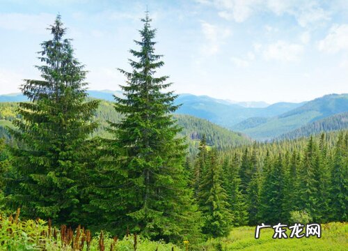 常见的木本植物有哪些