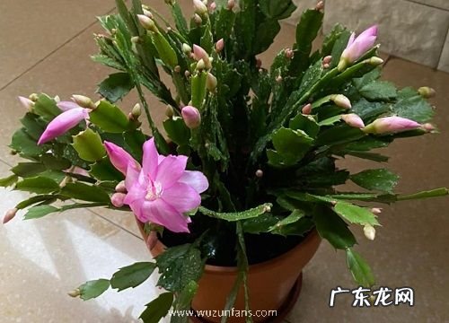 蟹爪兰是热带植物吗