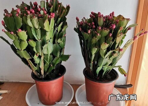 蟹爪兰是热带植物吗