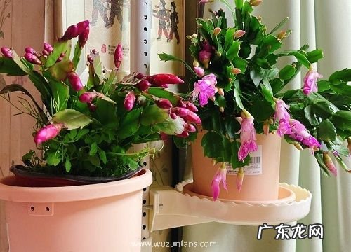 蟹爪兰是热带植物吗