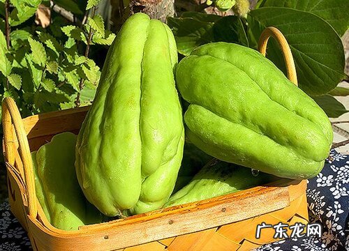 佛手瓜有种子吗