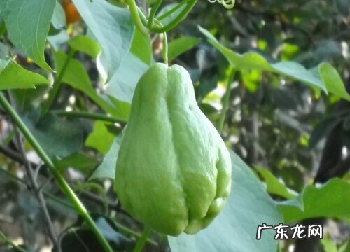 佛手瓜有种子吗