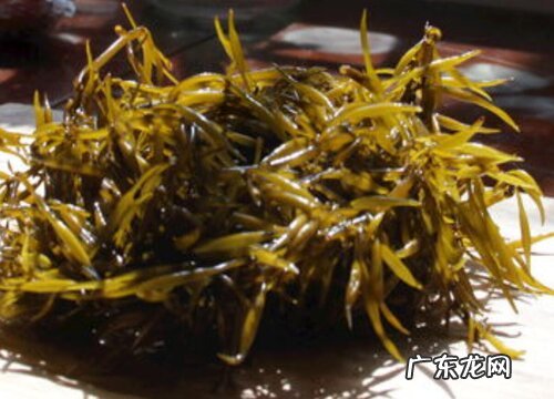 常见的藻类植物有哪些