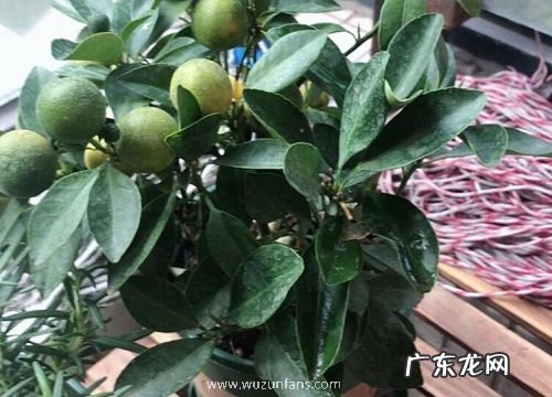 橘子树苗抗冻吗