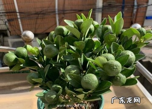 橘子树苗抗冻吗