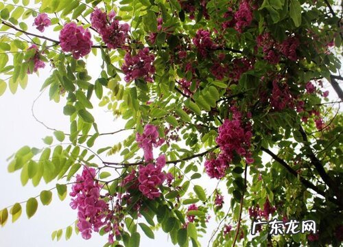 落叶植物有哪些