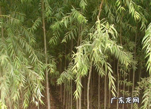 落叶植物有哪些