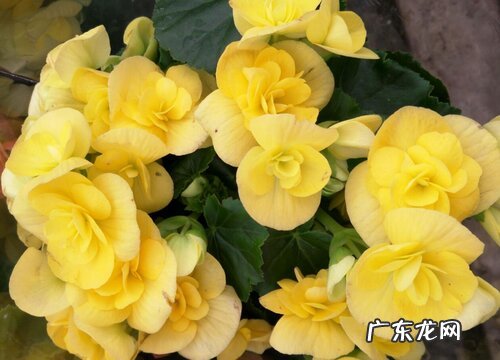 丽格海棠有种子吗