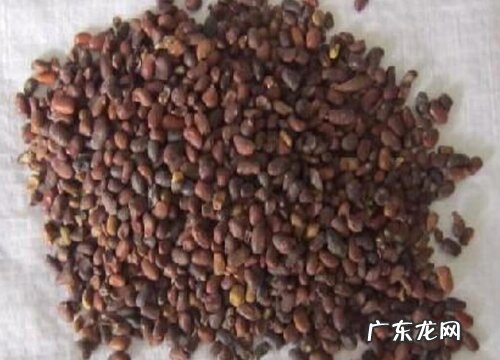 丽格海棠有种子吗