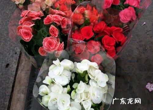 丽格海棠有种子吗